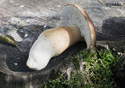 Boletus Edulis